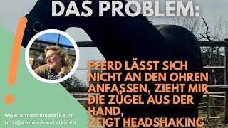 Headshaking Zügel aus der Hand ziehen  Ursachen für viele Probleme erkläre ich hier [upl. by Grega]