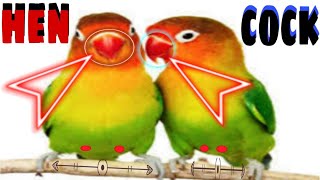 Paano mag gender ng lovebirds I How to gender african lovebirds 999 accurate [upl. by Rehpoitsirhc229]