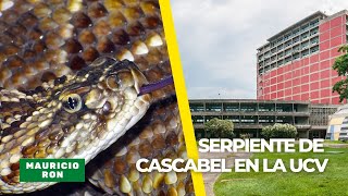 Encontraron a una serpiente de Cascabel en la universidad Central de Venezuela [upl. by Ococ]