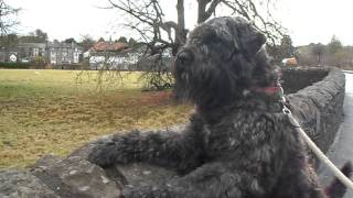 Bouvier Des Flandres Alert Allways [upl. by Vani]