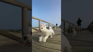 WE ARE GOING ON THE ROAD WITH MY MALTESE BICHONS [upl. by Zasuwa]