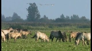 De Oostvaardersplassen [upl. by Nonek]