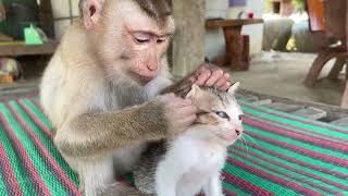 Nice Zueii Grooming Kitty Mally So Sleepy And So Fun [upl. by Knute]