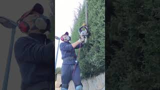 Recortando Arizonicas 🧑🏻‍🌾🌳 manitas entretenimiento jardinería satisfying arizonica podar [upl. by Akcir]