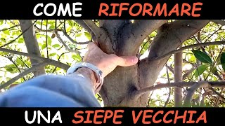 Come potare una siepe vecchia RIFORMA TAGLI DI RITORNO [upl. by Nimesay832]