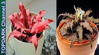 10 Variedades de Cryptanthus [upl. by Aryahay]