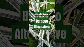 A Great Bamboo Alternative  Arundo Donax Giant Reed For Tropical Gardens shorts garden bamboo [upl. by Settle676]