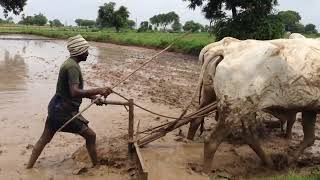 Farmer Sambaiah doing drill plough and making land ready to grow Rice [upl. by Adnoluy93]