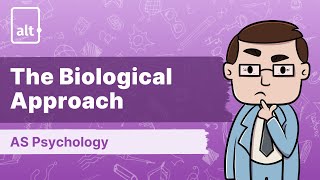 Overview of Hölzel et al  The Biological Approach  A Level Psychology 9990 [upl. by Rist]