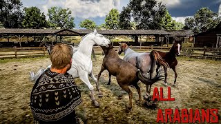 RDR2  Fastest and Rarest Arabian Horses 4k60fps [upl. by Ynor]