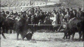 Le combat des reines en Valais 1962 [upl. by Ecahc]