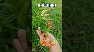 Kalihari Gloriosa superba if you have any requirements contact us7990623956ayu ayurvedic [upl. by Ahseeyt615]