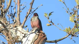 Beautiful Lewiss woodpeckers adult and juvenile [upl. by Wernher]