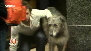 Der vertauschte Hund Klassiker von 1980  Verstehen Sie Spaß [upl. by Milburr]