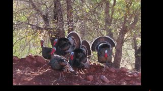 24 Mexico Goulds Turkey Hunt Finale  Record Book Beard and Gobblers Strutting Everywhere [upl. by Lipson159]