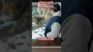 glass wall Animal zoo hindinews hindifacts khowledge shortvideo [upl. by Euqram]