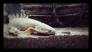 Senegalus Bichir Feeding  Lightning Strike [upl. by Ydissak963]