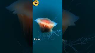 Jellyfish life cycle fact115 factsinhindi facttechz facts [upl. by Bliss]