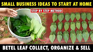 Betel Leaf Farm  How To Collect Organize amp Sell Betel Leaf  Small Business Ideas To Start at Home [upl. by Tsui]