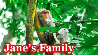 Update Janes Family  Now her stay lonely on tree Waiting time meeting her daughters [upl. by Janeva]