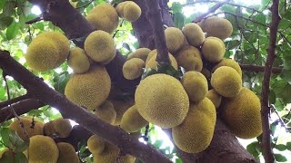 Jackfruit  largest treebearing fruits on earth [upl. by Ennoitna]