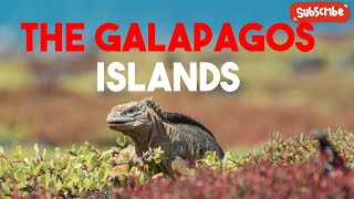 The Galapagos Islands Where Evolution Dances on Volcanic Soil galapagos galapagoislands darwin [upl. by Vihs500]