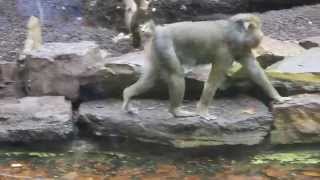 Mandrillen ZOO Antwerpen  Mandrills ZOO Antwerpen [upl. by Harlan6]