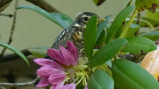 Fledgling robins depart their nest [upl. by Eeroc]