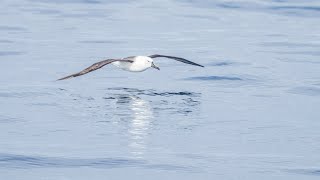 Port Fairy Pelagic Boat Cruise 4K [upl. by Namzaj]