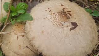 Poisonous Chlorophyllum molybdites recorded by Devesh Naik [upl. by Reteid]