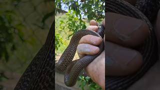 SALVATAGGIO SERPENTE snake serpente reptiles [upl. by Adihsaar]