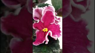 Rumba Red African violet plant Saintpaulia plant of the day [upl. by Sivrup267]