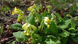 Cowslip A Visual Delight of Its Fragrant and Cheerful Spring Blooms [upl. by Tabbitha105]