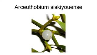 Arceuthobium Siskiyouense [upl. by Vittoria]