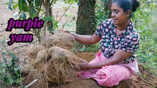 purple yama 25 kg purple yam was found in my gardenI made a delicious dish village kitchen recipe [upl. by Haimerej]