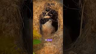 Penduline Bird Nest science sciencefacts facts shorts [upl. by Iadam114]