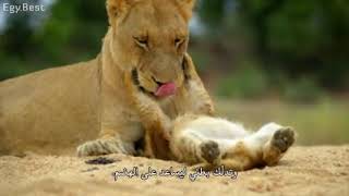 وثائقي ● مليكة Malika ● The lion Queen ● حيواناتالغابة 2021 مترجم [upl. by Skell]