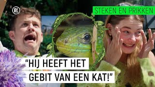 TWEE KEER GEBETEN DOOR EEN SMARAGDHAGEDIS  Steken amp Prikken  seizoen 3 3  NPO Zapp [upl. by Idhem]