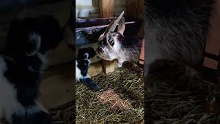 Kissing Baby Goat goatlovers goatbaby babygoatlove [upl. by Eidac859]