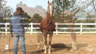 Arabian Horse Judging Educational Resource Series Class 1 HalfArabian Geldings [upl. by Bealle]