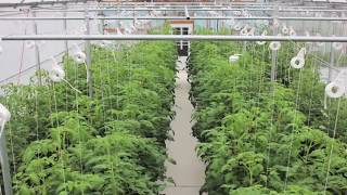 Commercial Greenhouse Tomato TimeLapse  CropKing Inc [upl. by Kire51]