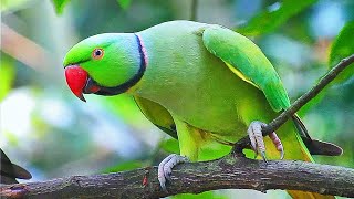 Ringneck Parrot Sounds Compilation [upl. by Raskind490]