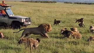 Lion King vs 30 Hyenas Rare KILL [upl. by Sudnak718]