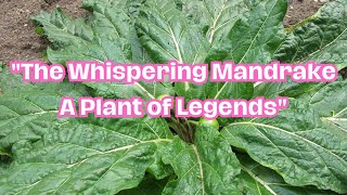 The Whispering Mandrake A Plant of Legends [upl. by Cailean335]