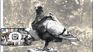 The Training of Homing Pigeons During WWI silent film [upl. by Fatima]