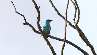 Spring Birding in the Białowieża Forest and Biebrza Marshes Poland [upl. by Enerod]