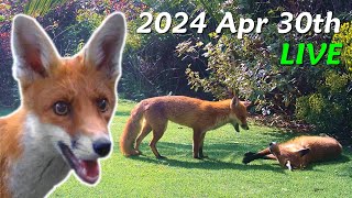 Foxes Live  2024 April 30th [upl. by Cynthea827]