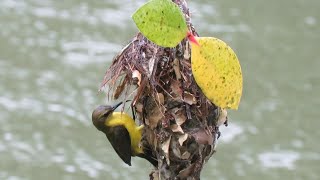 This is how a SUNBIRDs Nest looks like [upl. by Dalila]