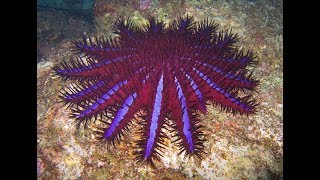 Facts The CrownofThorns Starfish [upl. by Thomasine477]