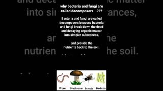 Bacteria and Fungi as decomposers bacteria fungi decomposers [upl. by Nurav]